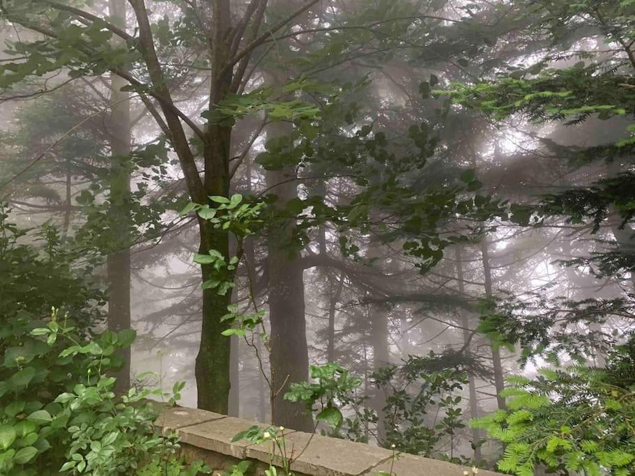 Forest Of The World Vourgareli