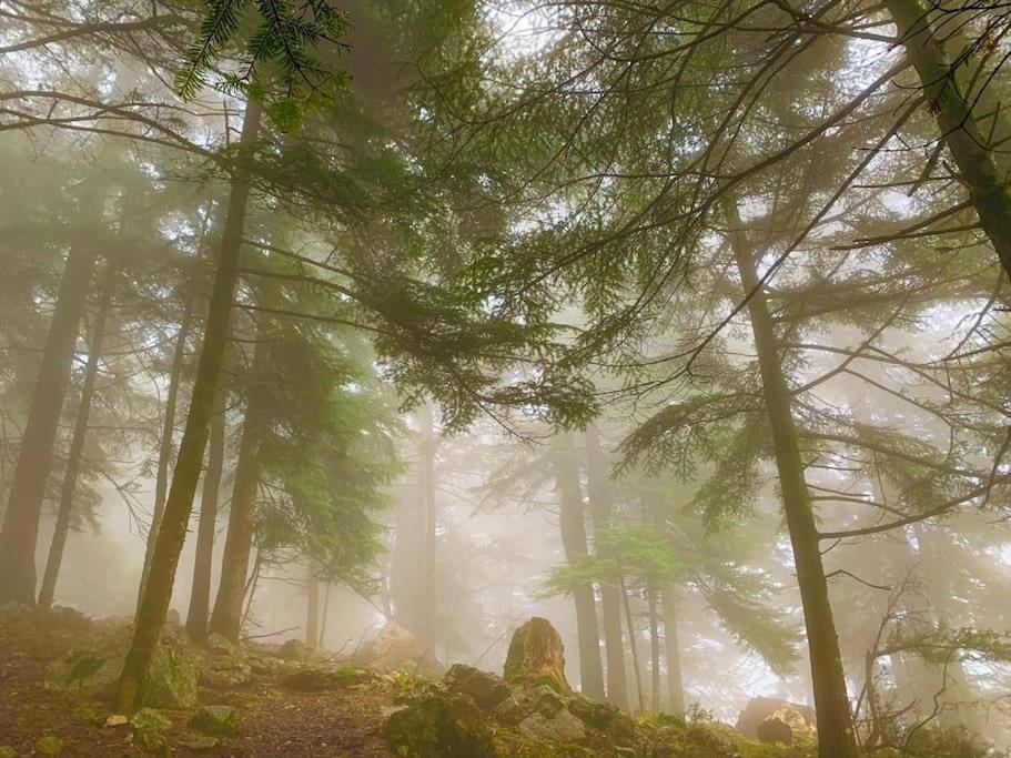 Forest Of The World